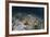 An Electric Ray on the Seafloor of Turneffe Atoll Off the Coast of Belize-Stocktrek Images-Framed Photographic Print