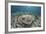 An Electric Ray on the Seafloor of Turneffe Atoll Off the Coast of Belize-Stocktrek Images-Framed Photographic Print