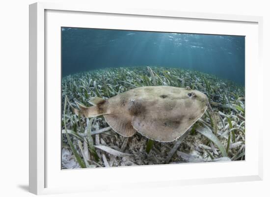 An Electric Ray on the Seafloor of Turneffe Atoll Off the Coast of Belize-Stocktrek Images-Framed Photographic Print