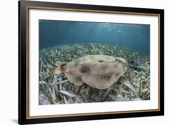 An Electric Ray on the Seafloor of Turneffe Atoll Off the Coast of Belize-Stocktrek Images-Framed Photographic Print