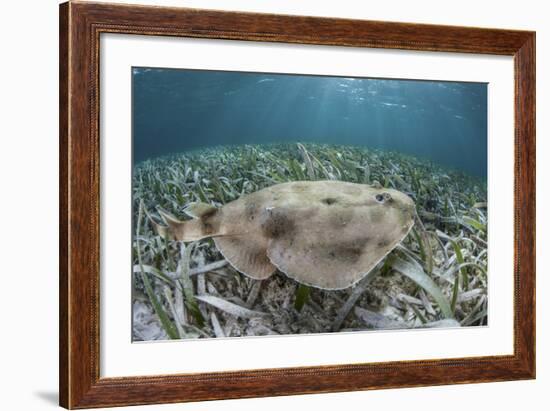 An Electric Ray on the Seafloor of Turneffe Atoll Off the Coast of Belize-Stocktrek Images-Framed Photographic Print