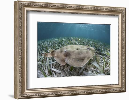 An Electric Ray on the Seafloor of Turneffe Atoll Off the Coast of Belize-Stocktrek Images-Framed Photographic Print