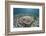 An Electric Ray on the Seafloor of Turneffe Atoll Off the Coast of Belize-Stocktrek Images-Framed Photographic Print