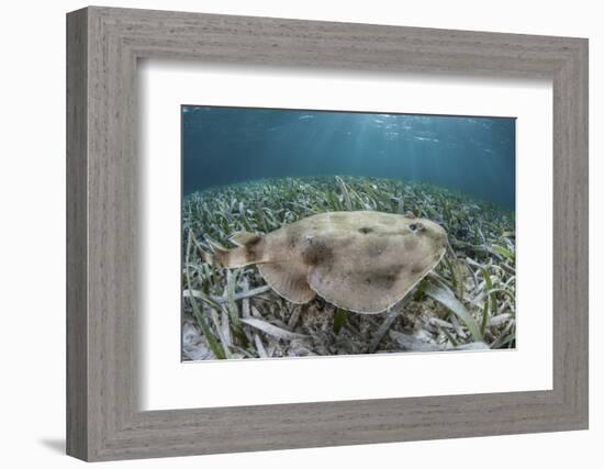 An Electric Ray on the Seafloor of Turneffe Atoll Off the Coast of Belize-Stocktrek Images-Framed Photographic Print