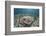 An Electric Ray on the Seafloor of Turneffe Atoll Off the Coast of Belize-Stocktrek Images-Framed Photographic Print