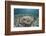 An Electric Ray on the Seafloor of Turneffe Atoll Off the Coast of Belize-Stocktrek Images-Framed Photographic Print