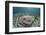 An Electric Ray on the Seafloor of Turneffe Atoll Off the Coast of Belize-Stocktrek Images-Framed Photographic Print