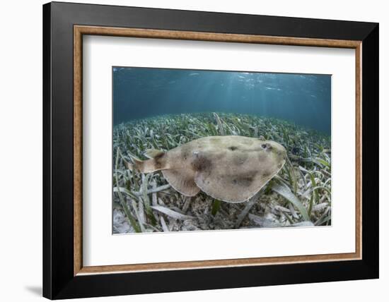 An Electric Ray on the Seafloor of Turneffe Atoll Off the Coast of Belize-Stocktrek Images-Framed Photographic Print