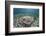 An Electric Ray on the Seafloor of Turneffe Atoll Off the Coast of Belize-Stocktrek Images-Framed Photographic Print