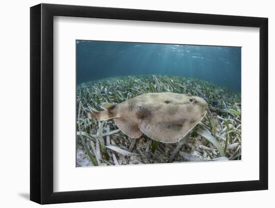 An Electric Ray on the Seafloor of Turneffe Atoll Off the Coast of Belize-Stocktrek Images-Framed Photographic Print