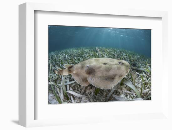 An Electric Ray on the Seafloor of Turneffe Atoll Off the Coast of Belize-Stocktrek Images-Framed Photographic Print