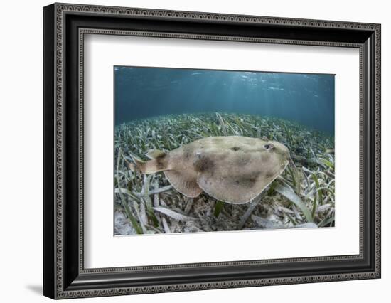 An Electric Ray on the Seafloor of Turneffe Atoll Off the Coast of Belize-Stocktrek Images-Framed Photographic Print