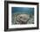 An Electric Ray on the Seafloor of Turneffe Atoll Off the Coast of Belize-Stocktrek Images-Framed Photographic Print