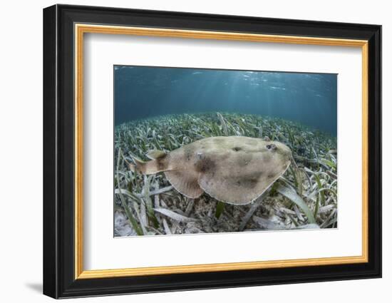 An Electric Ray on the Seafloor of Turneffe Atoll Off the Coast of Belize-Stocktrek Images-Framed Photographic Print