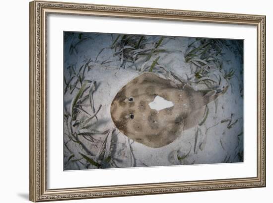 An Electric Ray on the Seafloor of Turneffe Atoll Off the Coast of Belize-Stocktrek Images-Framed Photographic Print