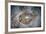 An Electric Ray on the Seafloor of Turneffe Atoll Off the Coast of Belize-Stocktrek Images-Framed Photographic Print