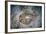 An Electric Ray on the Seafloor of Turneffe Atoll Off the Coast of Belize-Stocktrek Images-Framed Photographic Print