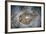 An Electric Ray on the Seafloor of Turneffe Atoll Off the Coast of Belize-Stocktrek Images-Framed Photographic Print