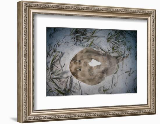 An Electric Ray on the Seafloor of Turneffe Atoll Off the Coast of Belize-Stocktrek Images-Framed Photographic Print