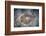 An Electric Ray on the Seafloor of Turneffe Atoll Off the Coast of Belize-Stocktrek Images-Framed Photographic Print