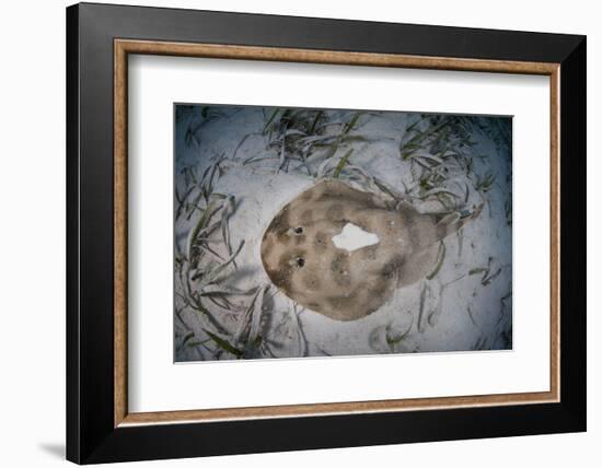 An Electric Ray on the Seafloor of Turneffe Atoll Off the Coast of Belize-Stocktrek Images-Framed Photographic Print