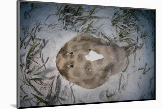 An Electric Ray on the Seafloor of Turneffe Atoll Off the Coast of Belize-Stocktrek Images-Mounted Photographic Print