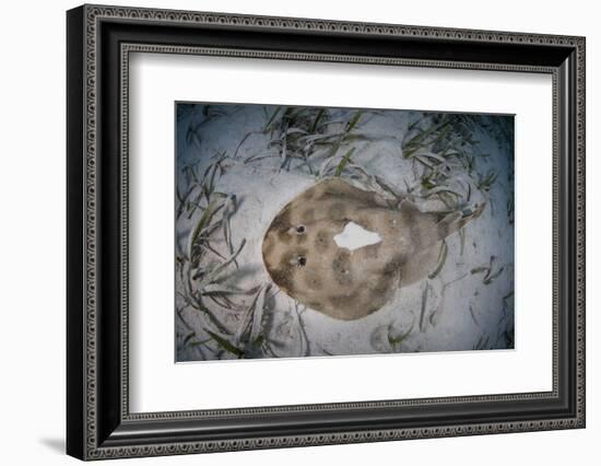 An Electric Ray on the Seafloor of Turneffe Atoll Off the Coast of Belize-Stocktrek Images-Framed Photographic Print