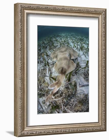 An Electric Ray on the Seafloor of Turneffe Atoll Off the Coast of Belize-Stocktrek Images-Framed Photographic Print