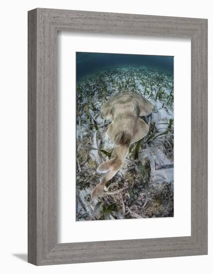 An Electric Ray on the Seafloor of Turneffe Atoll Off the Coast of Belize-Stocktrek Images-Framed Photographic Print