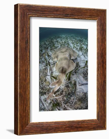 An Electric Ray on the Seafloor of Turneffe Atoll Off the Coast of Belize-Stocktrek Images-Framed Photographic Print