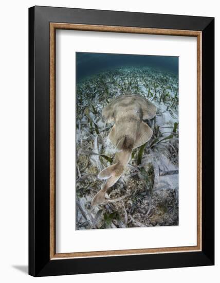 An Electric Ray on the Seafloor of Turneffe Atoll Off the Coast of Belize-Stocktrek Images-Framed Photographic Print