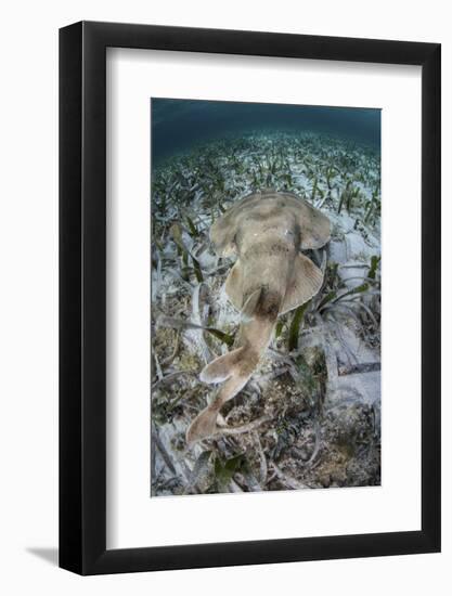 An Electric Ray on the Seafloor of Turneffe Atoll Off the Coast of Belize-Stocktrek Images-Framed Photographic Print