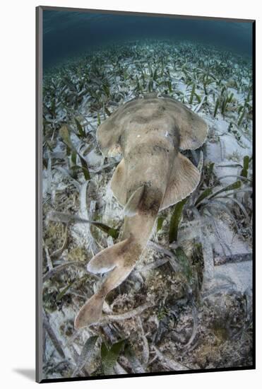 An Electric Ray on the Seafloor of Turneffe Atoll Off the Coast of Belize-Stocktrek Images-Mounted Photographic Print