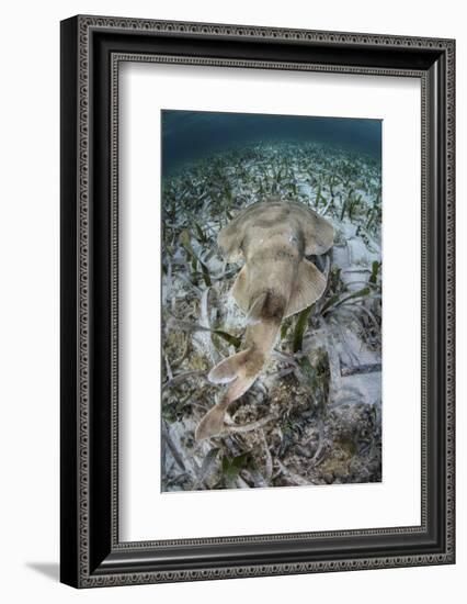 An Electric Ray on the Seafloor of Turneffe Atoll Off the Coast of Belize-Stocktrek Images-Framed Photographic Print