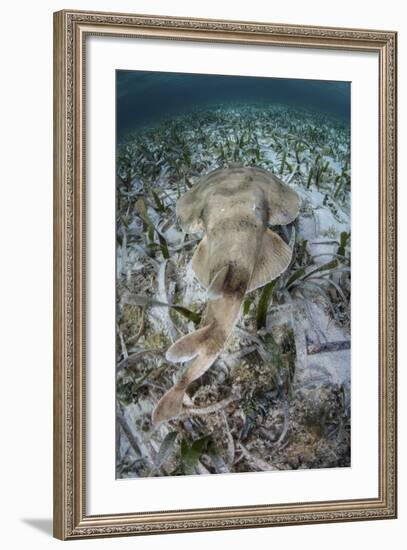 An Electric Ray on the Seafloor of Turneffe Atoll Off the Coast of Belize-Stocktrek Images-Framed Photographic Print