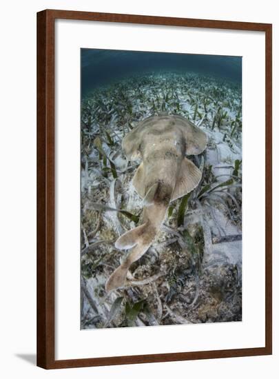 An Electric Ray on the Seafloor of Turneffe Atoll Off the Coast of Belize-Stocktrek Images-Framed Photographic Print