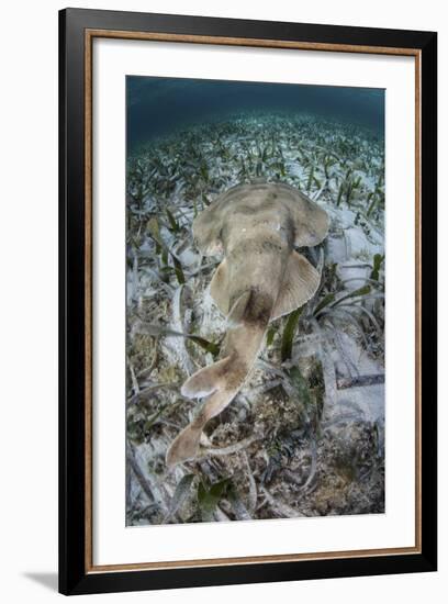 An Electric Ray on the Seafloor of Turneffe Atoll Off the Coast of Belize-Stocktrek Images-Framed Photographic Print