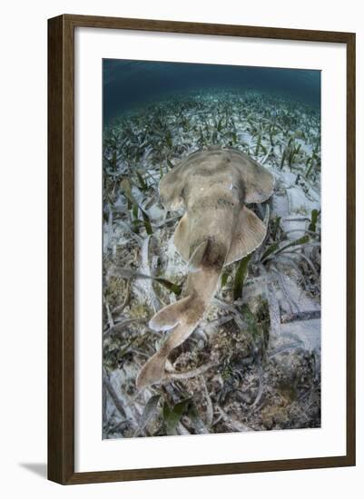 An Electric Ray on the Seafloor of Turneffe Atoll Off the Coast of Belize-Stocktrek Images-Framed Photographic Print