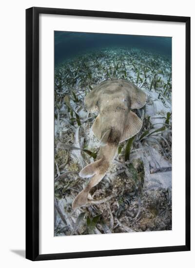 An Electric Ray on the Seafloor of Turneffe Atoll Off the Coast of Belize-Stocktrek Images-Framed Photographic Print