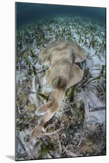 An Electric Ray on the Seafloor of Turneffe Atoll Off the Coast of Belize-Stocktrek Images-Mounted Photographic Print