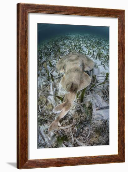 An Electric Ray on the Seafloor of Turneffe Atoll Off the Coast of Belize-Stocktrek Images-Framed Photographic Print