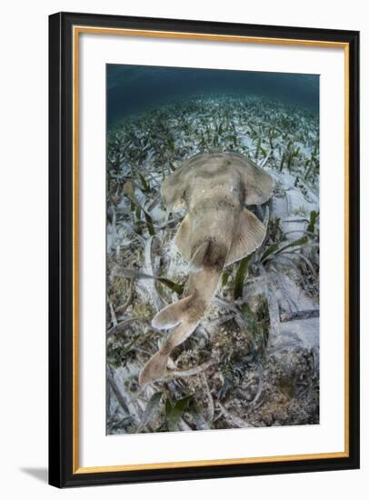An Electric Ray on the Seafloor of Turneffe Atoll Off the Coast of Belize-Stocktrek Images-Framed Photographic Print