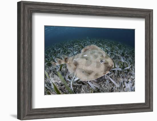 An Electric Ray on the Seafloor of Turneffe Atoll Off the Coast of Belize-Stocktrek Images-Framed Photographic Print