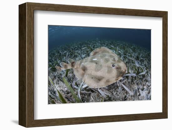 An Electric Ray on the Seafloor of Turneffe Atoll Off the Coast of Belize-Stocktrek Images-Framed Photographic Print