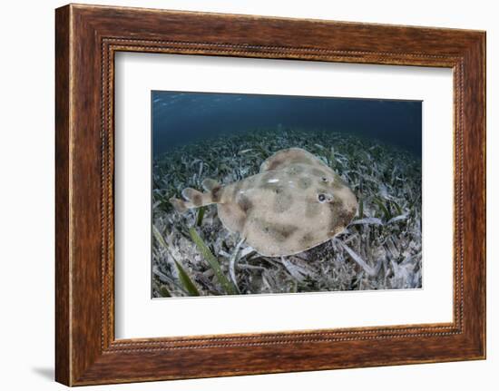 An Electric Ray on the Seafloor of Turneffe Atoll Off the Coast of Belize-Stocktrek Images-Framed Photographic Print