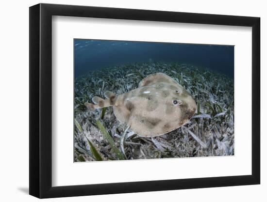 An Electric Ray on the Seafloor of Turneffe Atoll Off the Coast of Belize-Stocktrek Images-Framed Photographic Print