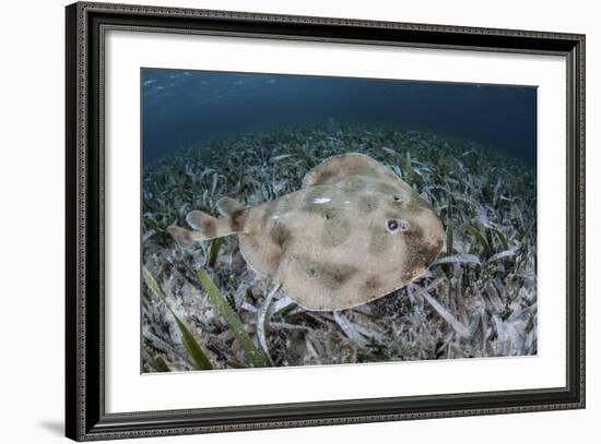 An Electric Ray on the Seafloor of Turneffe Atoll Off the Coast of Belize-Stocktrek Images-Framed Photographic Print