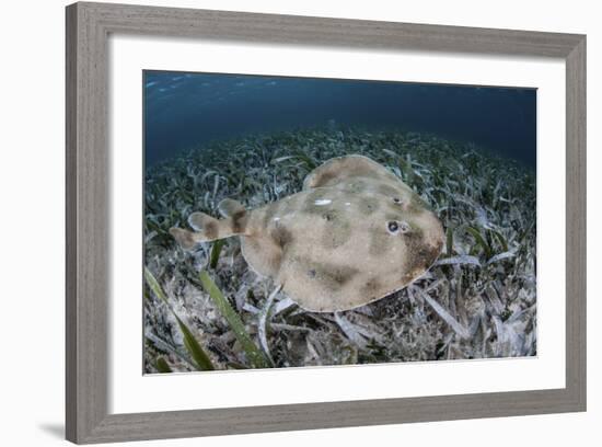 An Electric Ray on the Seafloor of Turneffe Atoll Off the Coast of Belize-Stocktrek Images-Framed Photographic Print