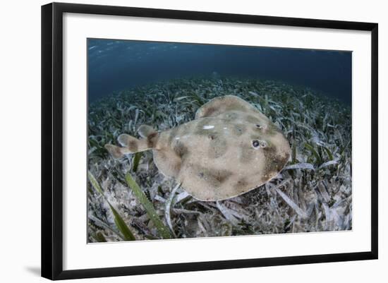 An Electric Ray on the Seafloor of Turneffe Atoll Off the Coast of Belize-Stocktrek Images-Framed Photographic Print