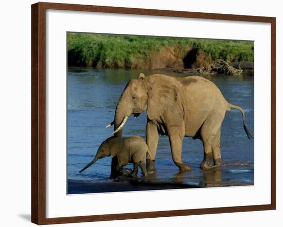An Elephant and Her Calf Cross a River-null-Framed Photographic Print